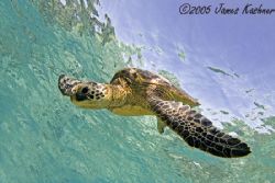 Big Island Of Hawaii
12-24mm 
shallow water by James Kashner 